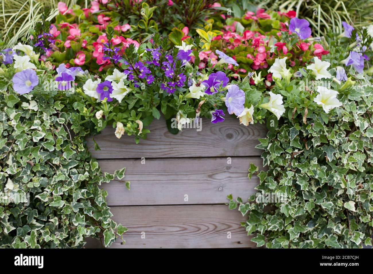 Wunderschöne Sommerblumen und Efeu umgebende Holztäfelung mit Copyspace Stockfoto