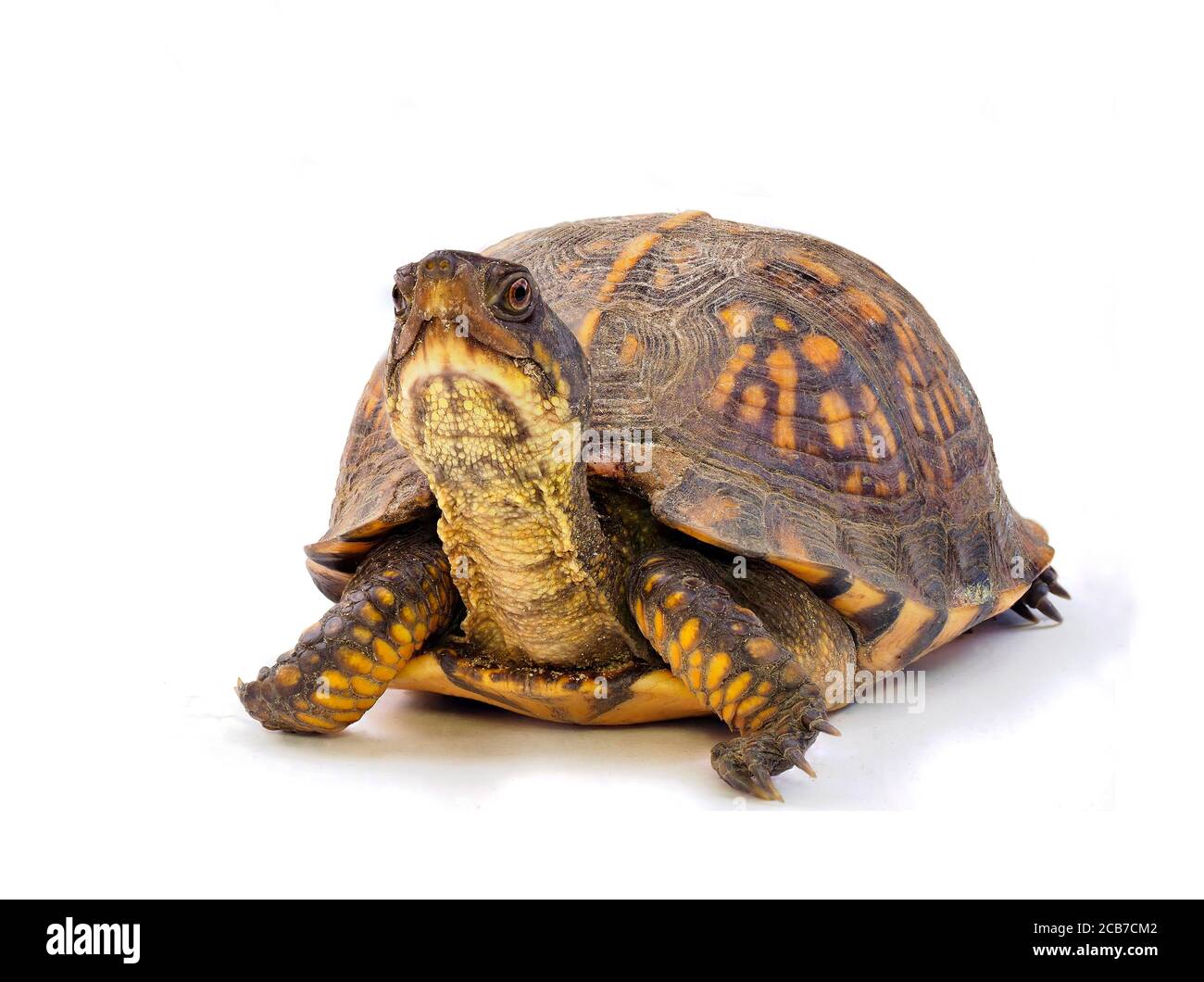 Nahaufnahme Fokus gestapeltes Bild einer reifen Ostschachtelschildkröte Auf weißem Hintergrund Stockfoto