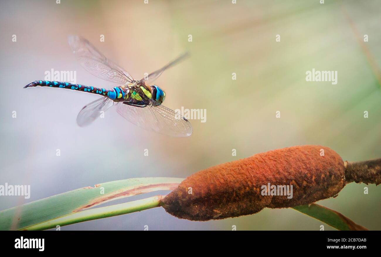 Libelle im Flug über einem Biotop, das beste Foto Stockfoto