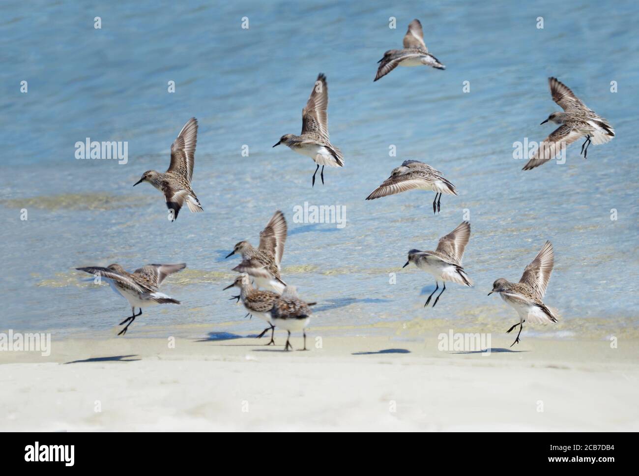 Eine Gruppe von Ruddy Turnstone Birds kommen für ein Landung auf einem weißen Sand Florida Beach Stockfoto