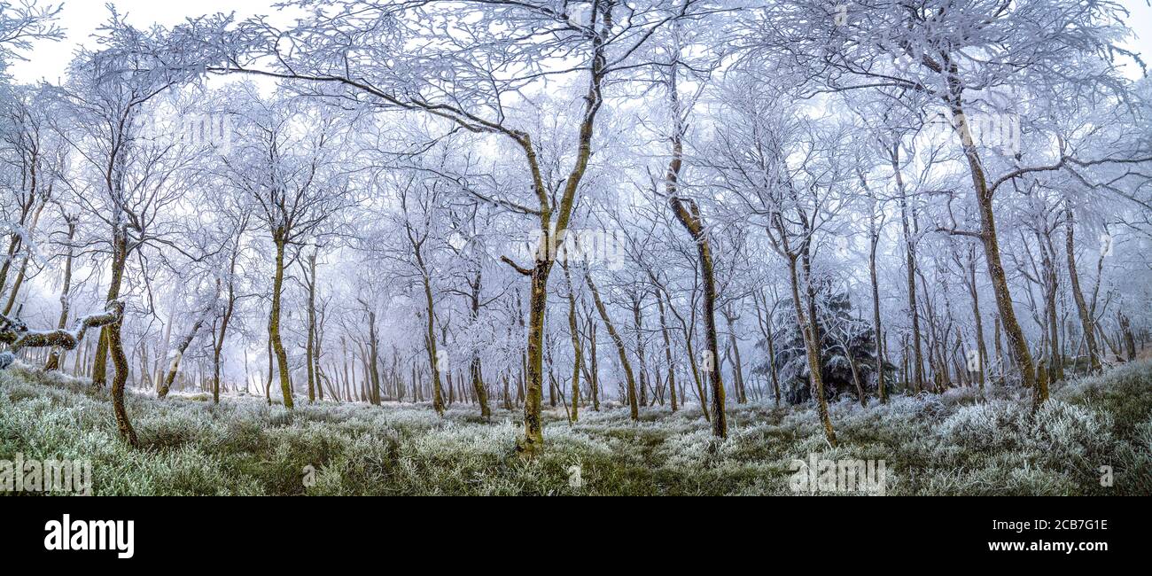 Erstaunliche und geheimnisvolle eisige Bäume in einem Wald mit Eis und Frost bedeckt, alle in Weiß und Nebel, Sneznik, Böhmische Schweiz, das beste Foto Stockfoto