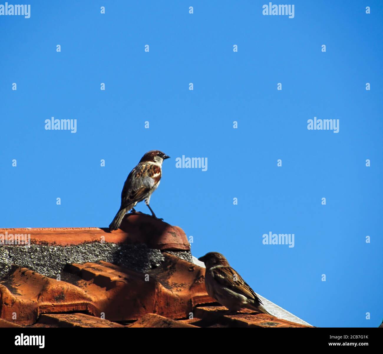 Kleiner Sperling in aufwachenden Position, auf dem Dach, unter einem sehr blauen Himmel. Stockfoto