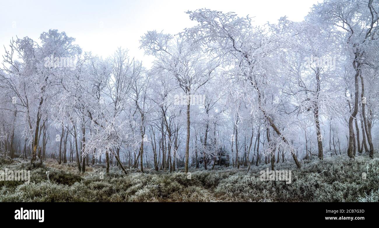 Erstaunliche und geheimnisvolle eisige Bäume in einem Wald mit Eis und Frost bedeckt, alle in Weiß und Nebel, Sneznik, Böhmische Schweiz, das beste Foto Stockfoto