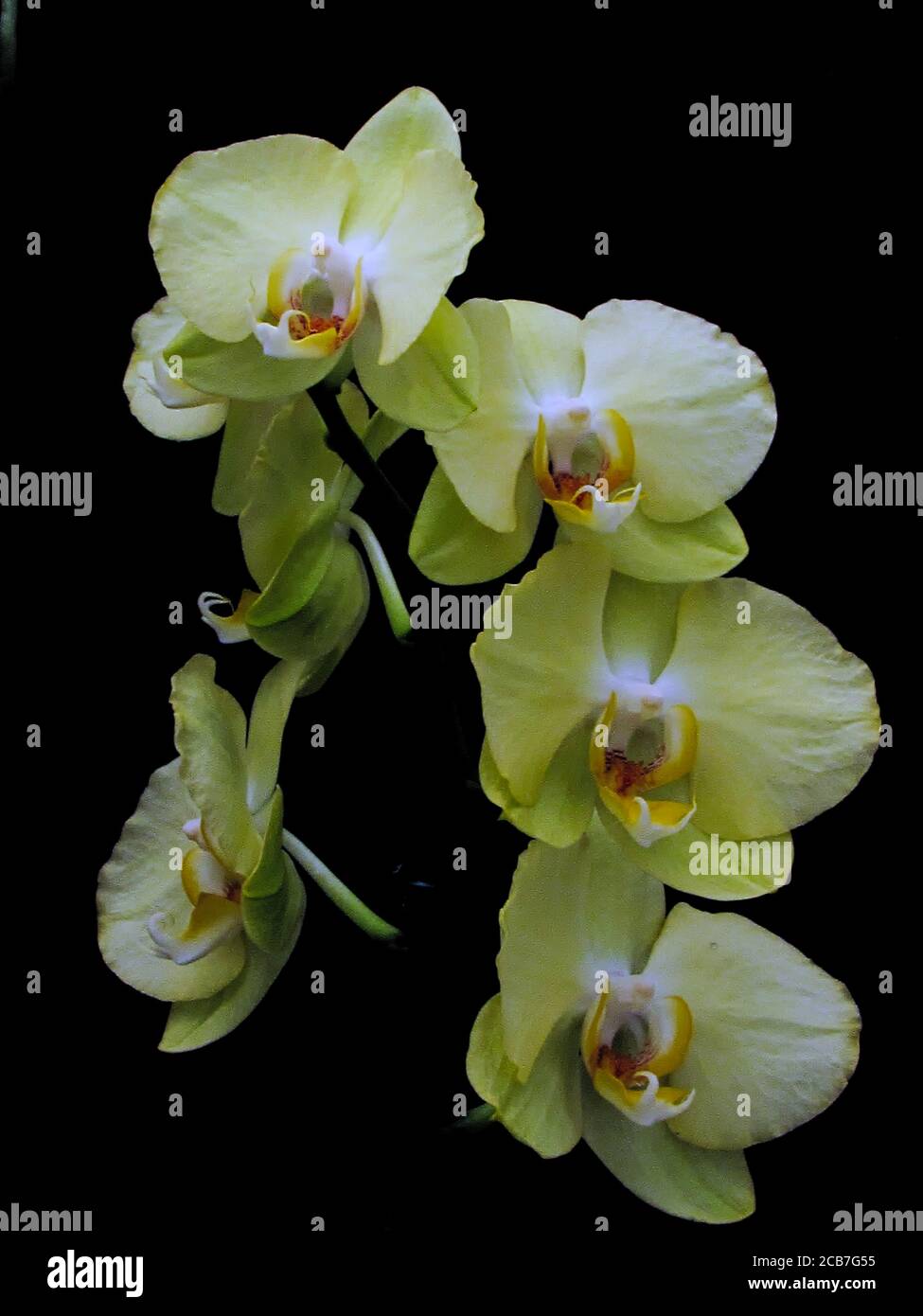 Zweig von Orchideen mit gelben Blütenblättern auf schwarzem Hintergrund. Stockfoto