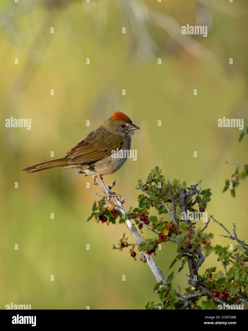 Ein dunkeläugiger junco sitzt im Winter in Wyoming auf einem Stumpf. Stockfoto