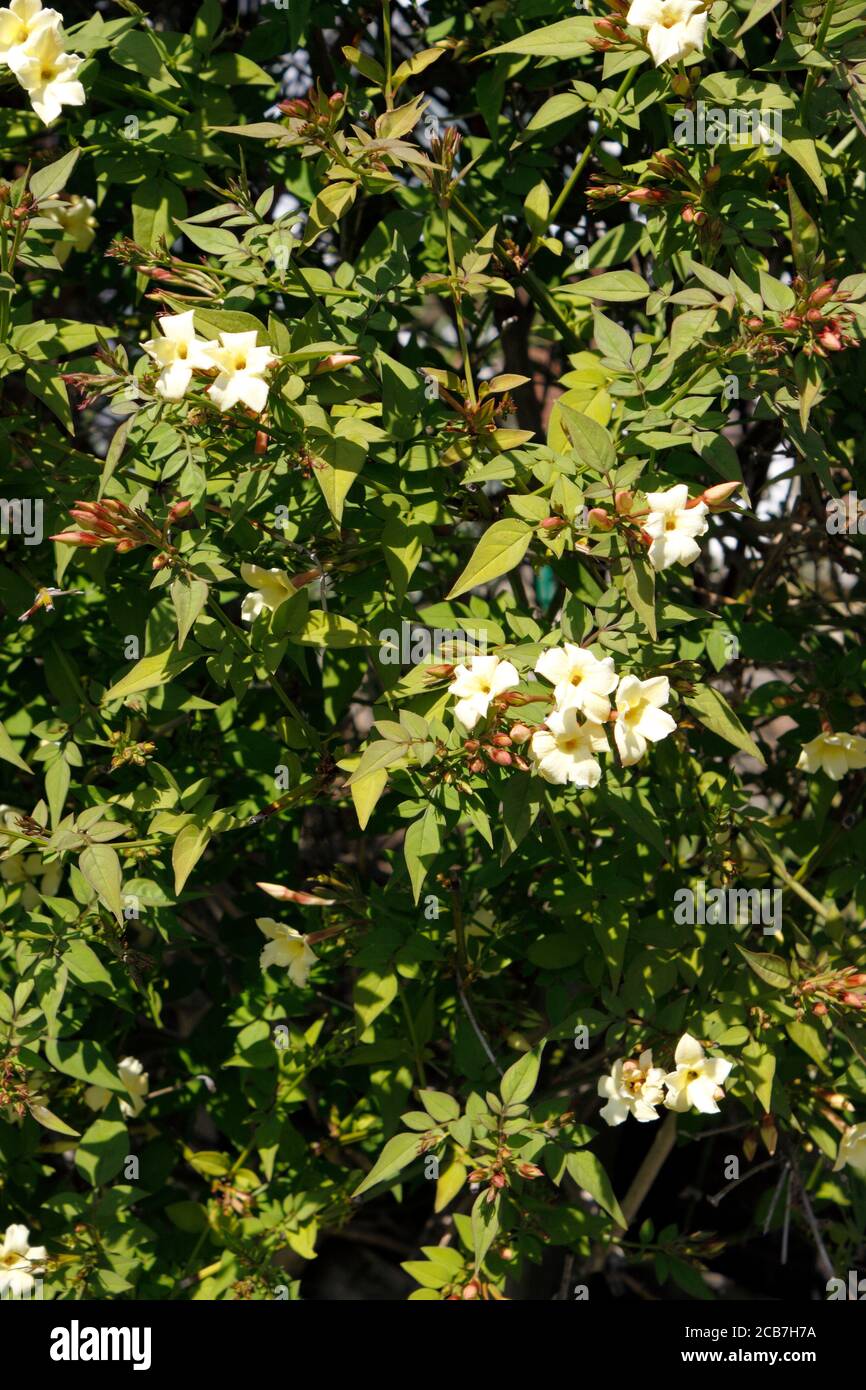 JASMINUM GERINNTE SAHNE. JASMIN. JESSAMINE Stockfoto