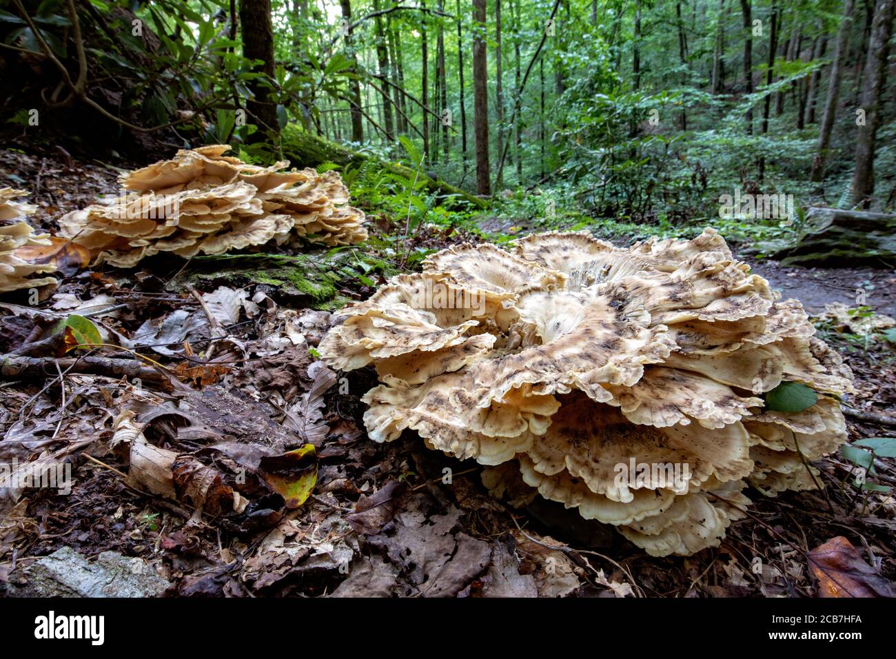 Schwarzfärbung Polypore (Meripilus sumstinei) - Sycamore Cove Trail, Pisgah National Forest, Brevard, North Carolina, USA Stockfoto