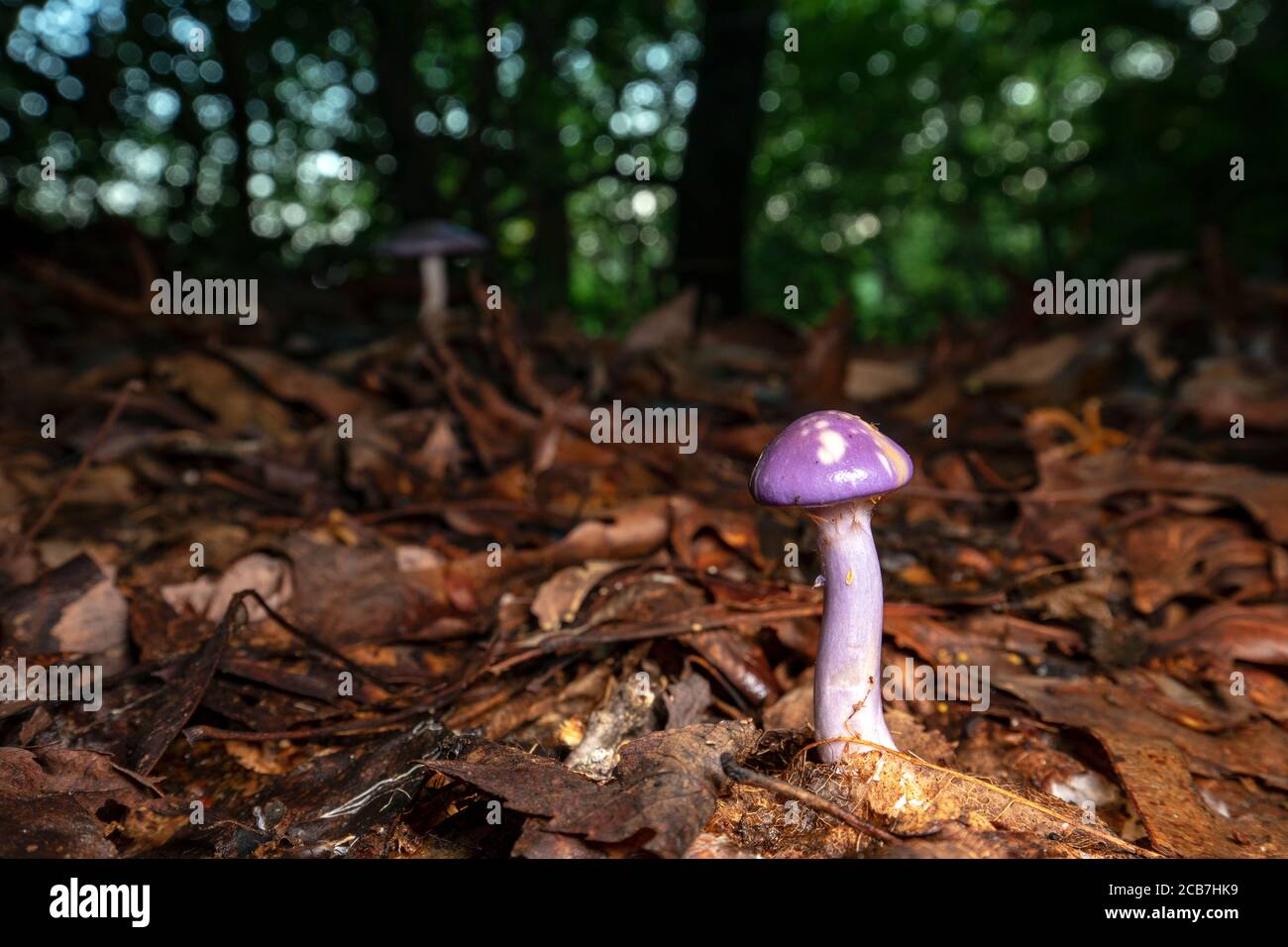 Getupfter Cort oder Viscid Violet Cort (Cortinarius iodes) - Pisgah National Forest, Brevard, North Carolina, USA Stockfoto