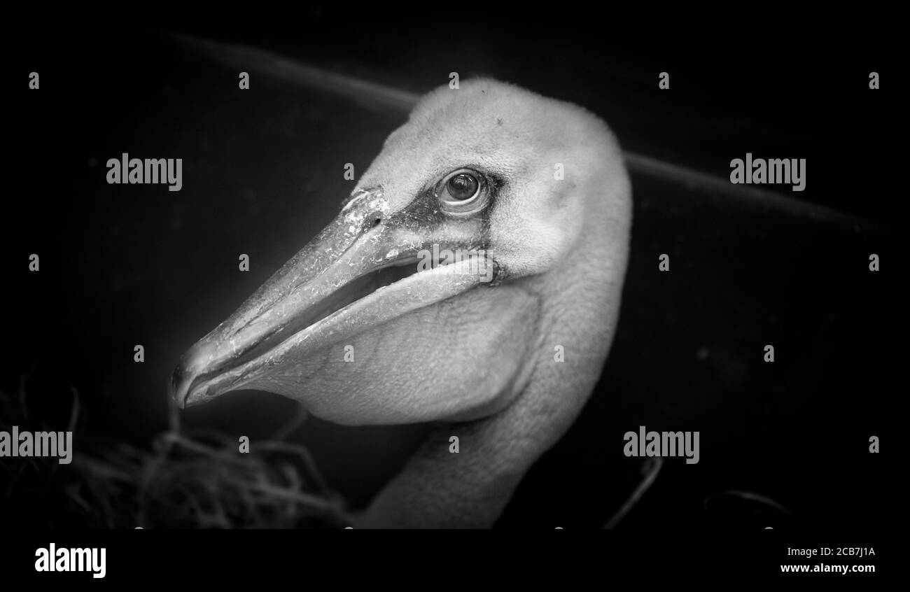 Detail des Pelikans auf schwarzem Hintergrund. Nahaufnahme. Das beste Foto. Stockfoto