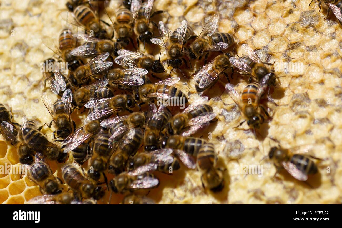 Nahaufnahme der Bienen im Bienenstock auf der Wabe mit dem Honig in den Zellen. Stockfoto
