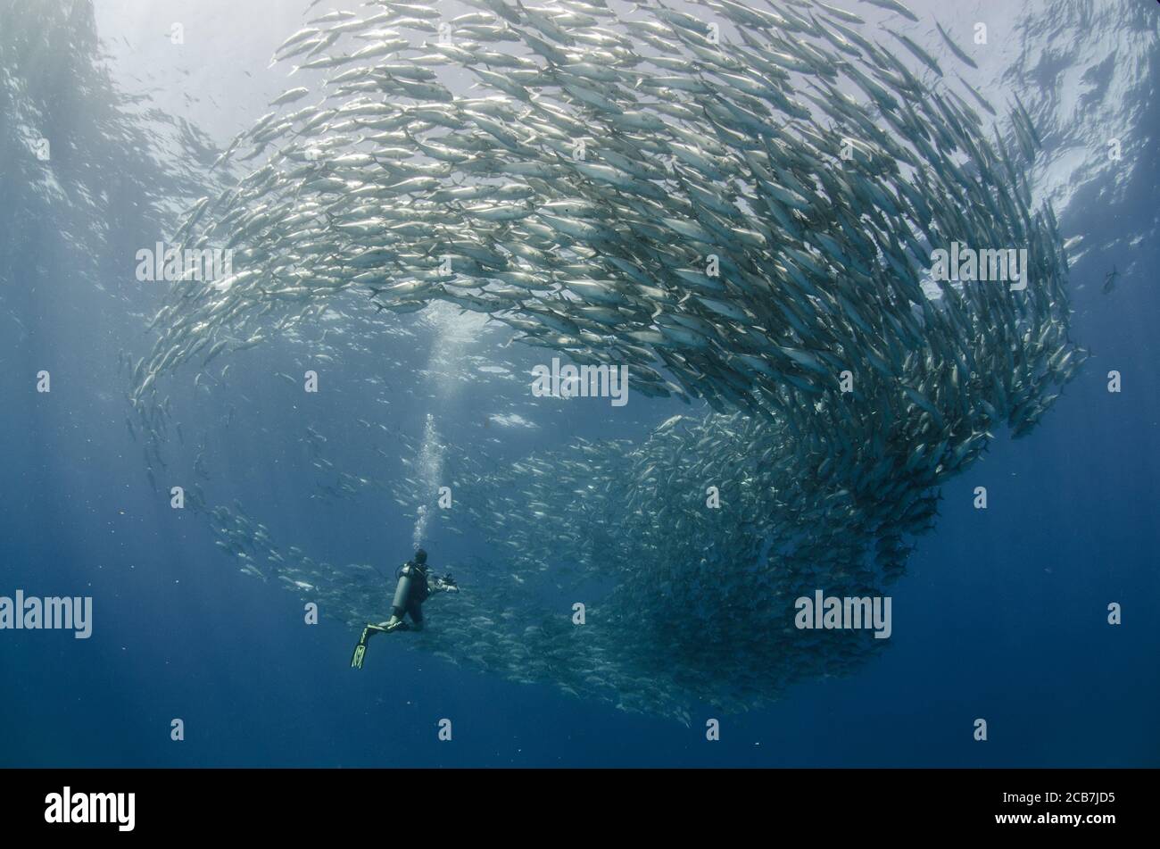 Big Eye Trevally Jack, (Caranx sexfasciatus) Forming eine Schule, Köder Ball oder Tornado. Cabo Pulmo Nationalpark. Baja California Sur, Mexiko. Stockfoto