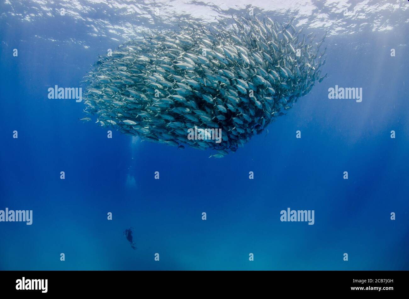 Big Eye Trevally Jack, (Caranx sexfasciatus) Forming eine Schule, Köder Ball oder Tornado. Cabo Pulmo Nationalpark. Baja California Sur, Mexiko. Stockfoto