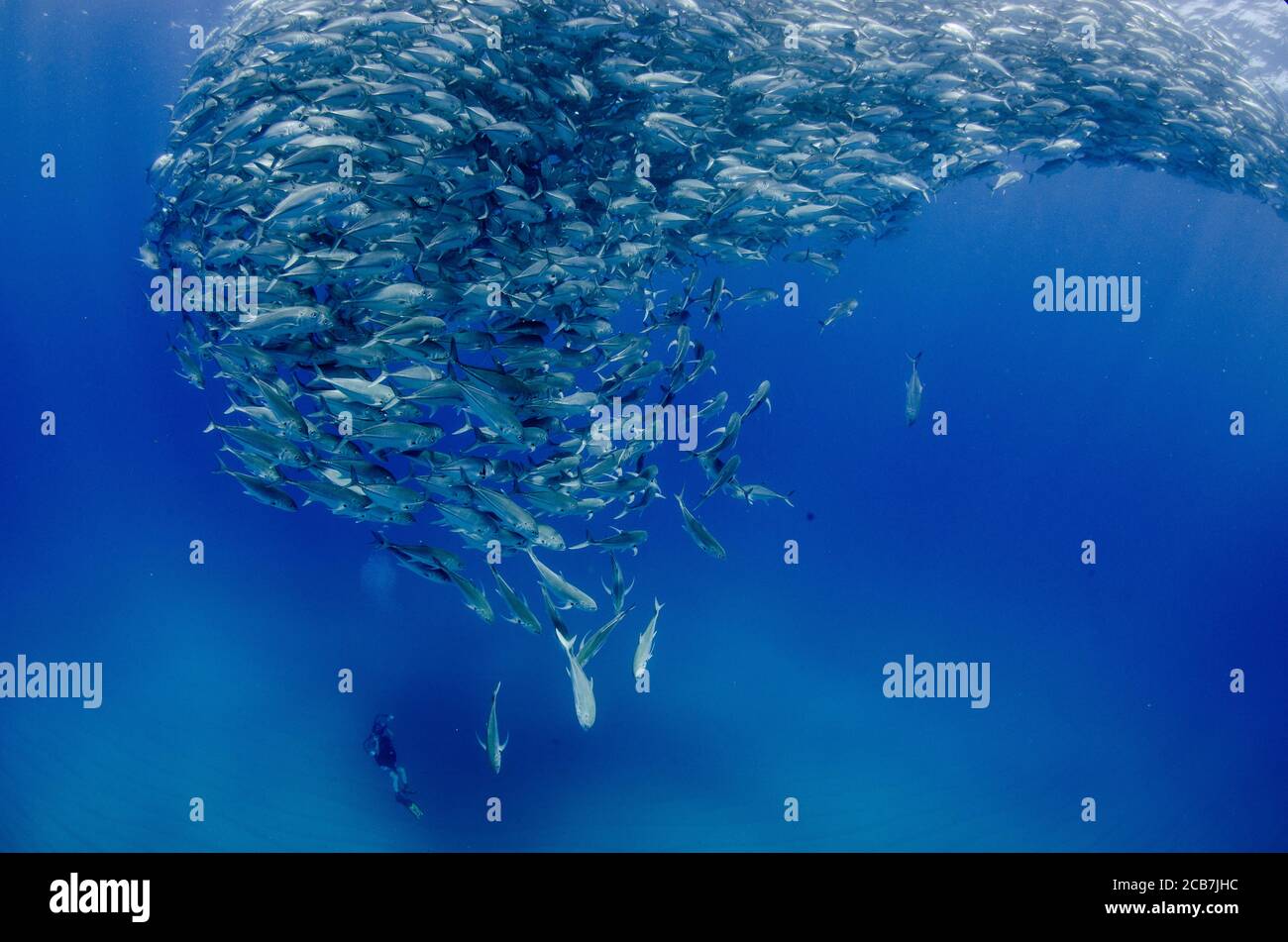 Big Eye Trevally Jack, (Caranx sexfasciatus) Forming eine Schule, Köder Ball oder Tornado. Cabo Pulmo Nationalpark. Baja California Sur, Mexiko. Stockfoto