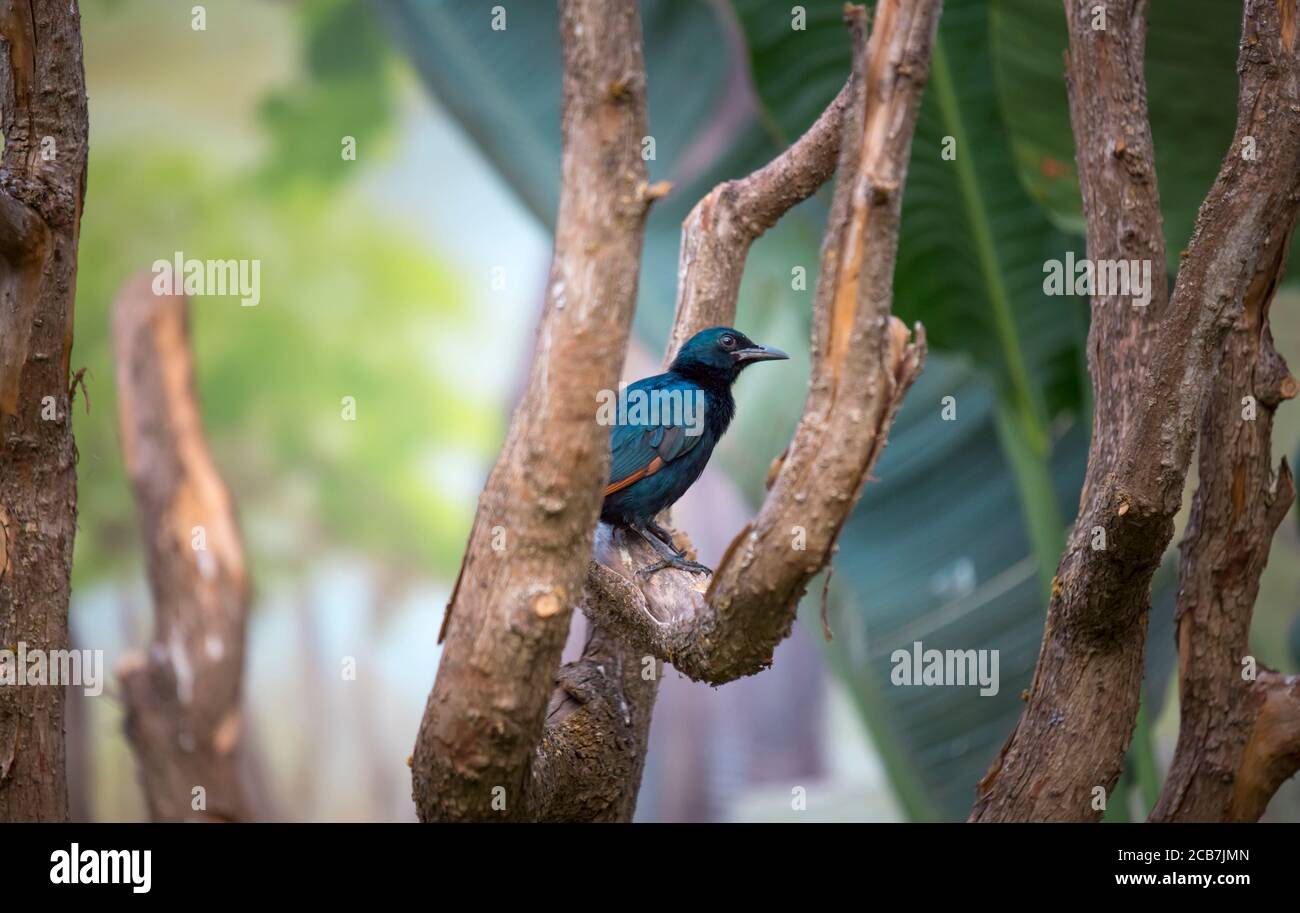 Männchen Rotflügeliger Starling Onychognathus morio auf einem dicken Seil über grünem Naturhintergrund sitzend, das beste Foto Stockfoto