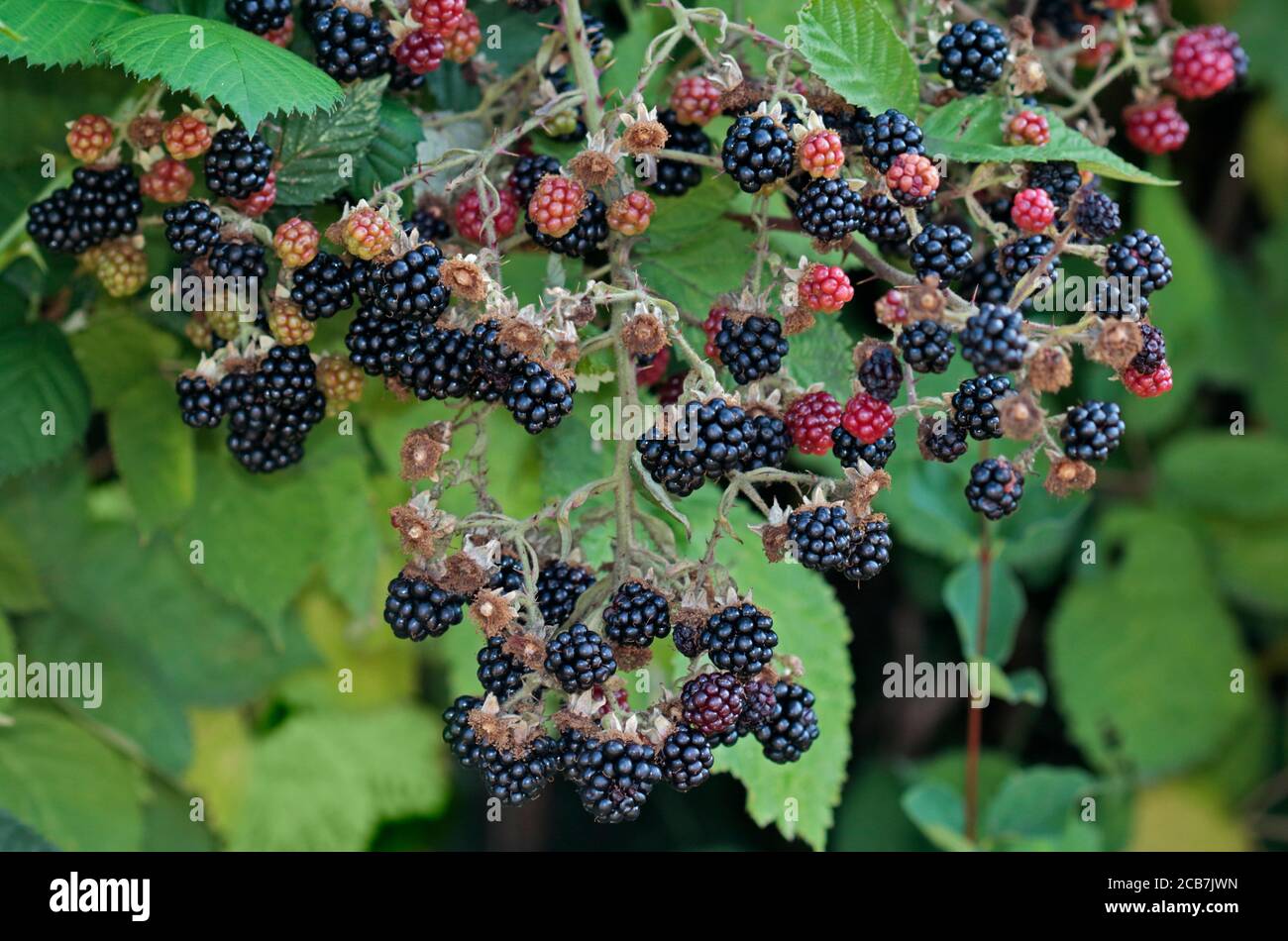 Wilden Brombeeren Stockfoto