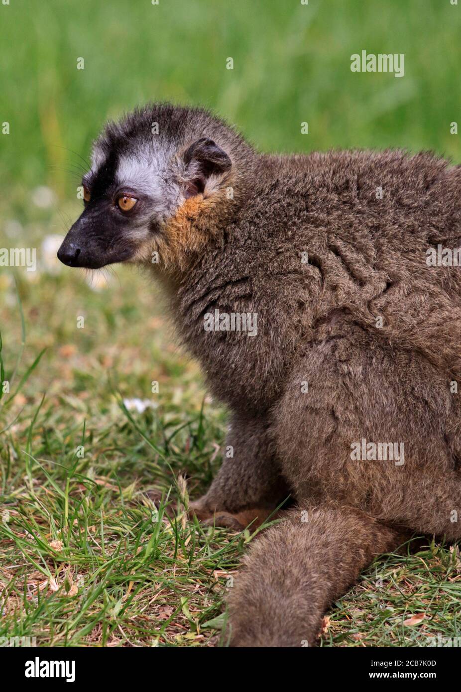 Rot Lemur (Eulemur Rufus) Stockfoto