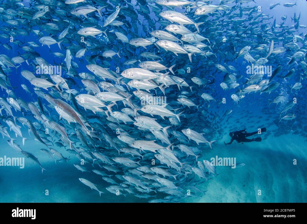 Big Eye Trevally Jack, (Caranx sexfasciatus) Forming eine Schule, Köder Ball oder Tornado. Cabo Pulmo Nationalpark. Baja California Sur, Mexiko. Stockfoto