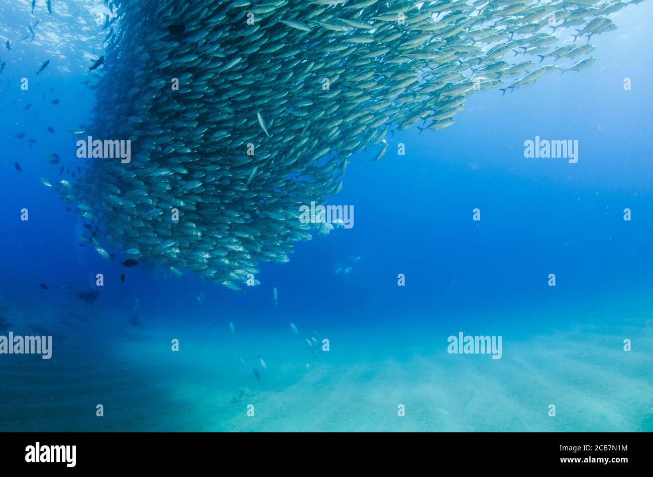 Big Eye Trevally Jack, (Caranx sexfasciatus) Forming eine Schule, Köder Ball oder Tornado. Cabo Pulmo Nationalpark. Baja California Sur, Mexiko. Stockfoto