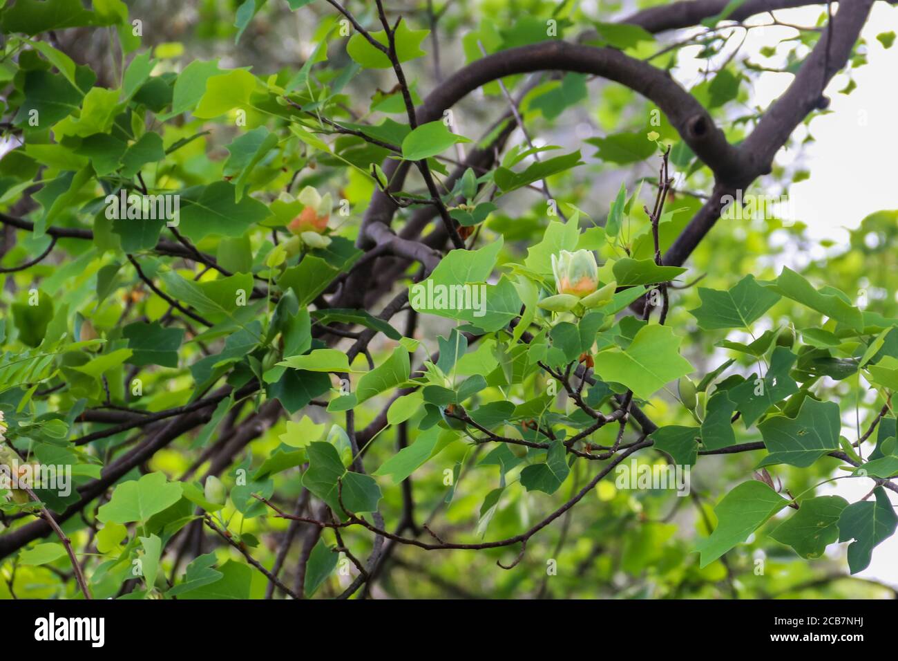 Blüte von Tulpenbaum (Liriodendron tulipifera) - bekannt als der amerikanische Tulpenbaum, Tulpenbaum, Tulpenbaum, Tulpenpappel, Weißholz, Fiddletree und yel Stockfoto