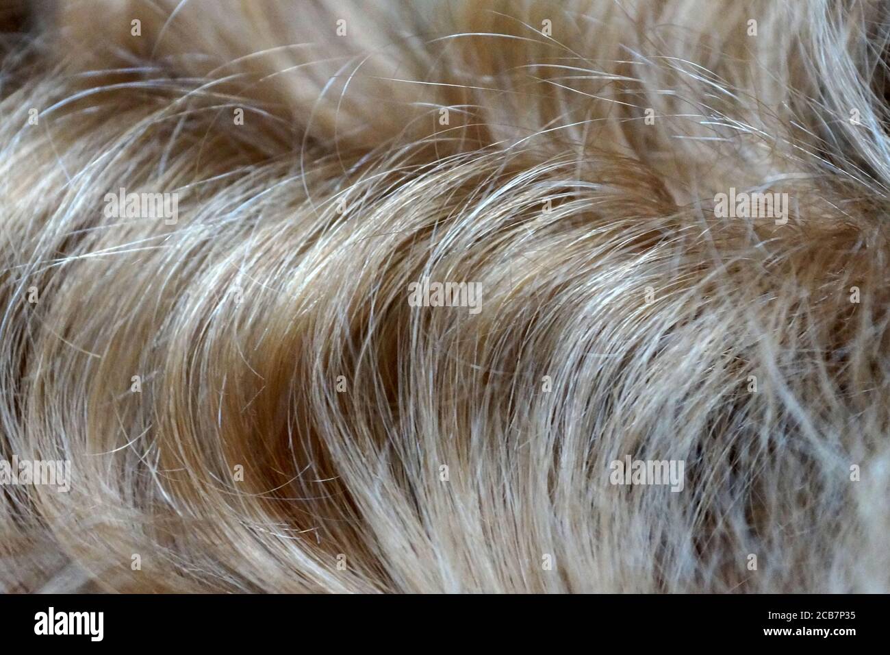 Welliges blondes Haar Nahaufnahme für Hintergrund Stockfoto