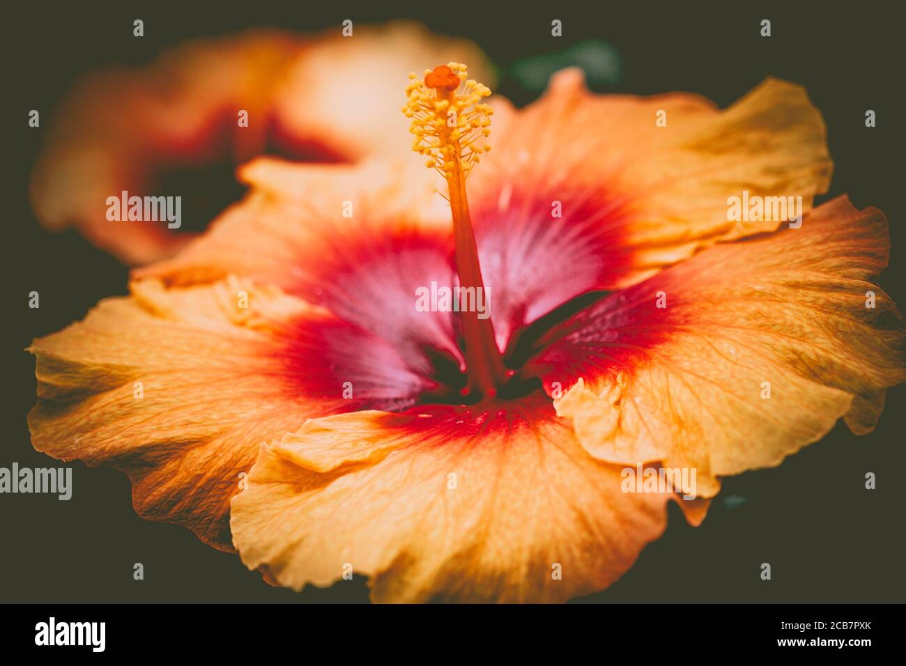 Schublackpflanze, Hibiscus Rosa-Sinensis, Pfirsich gefärbte Blüte in voller Blüte mit Staubgefäßen. Stockfoto