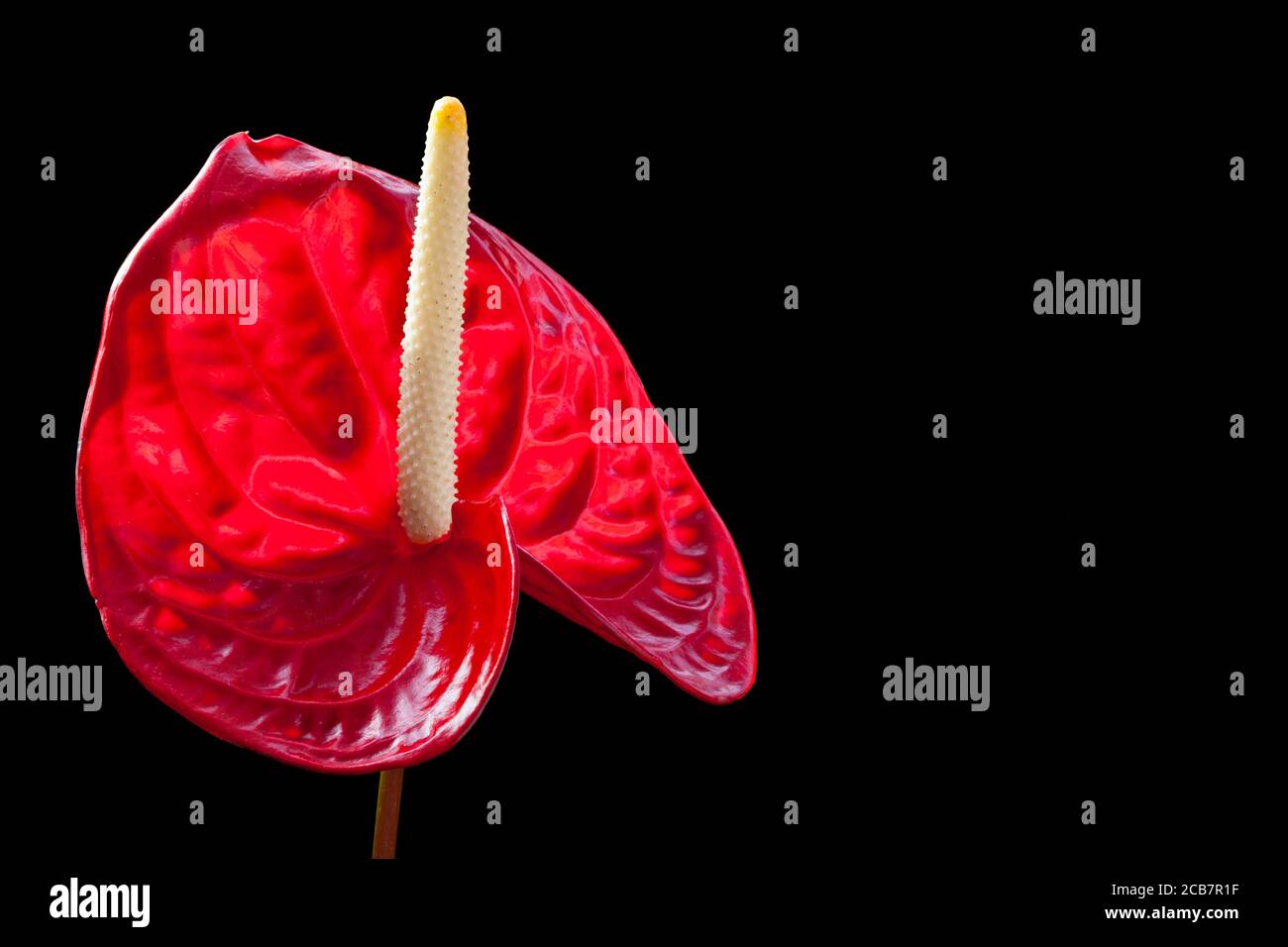 Anthurium / Anthurium Andraeanum, Studioaufnahme einer roten Blume vor schwarzem Hintergrund. Stockfoto