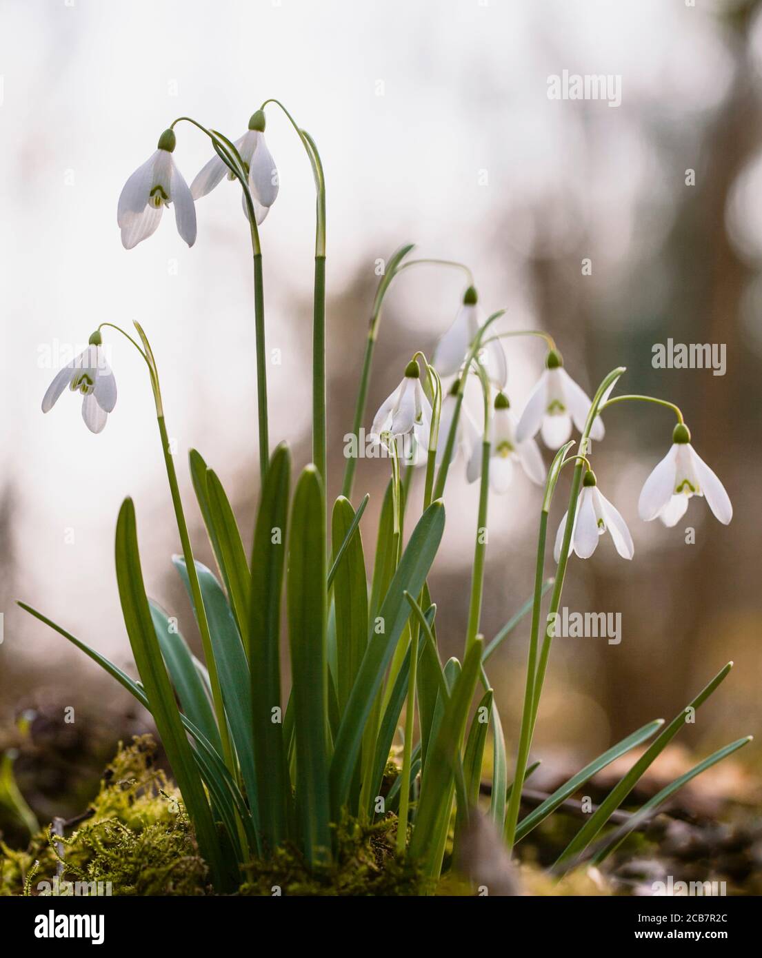 Schneeglöckchen, Galanthus, kleine weiße Blumen, die am Frühlingsmorgen im Freien wachsen. Stockfoto