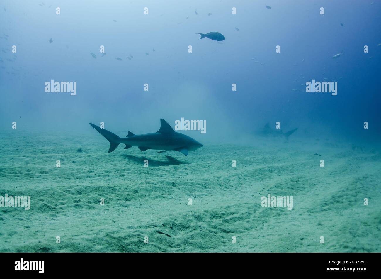 Bullenhai (Carcharhinus leucas). Riffe des Cortezer Meeres, Pazifischer Ozean. Cabo Pulmo, Baja California Sur, Mexiko. Das Aquarium der Welt. Stockfoto