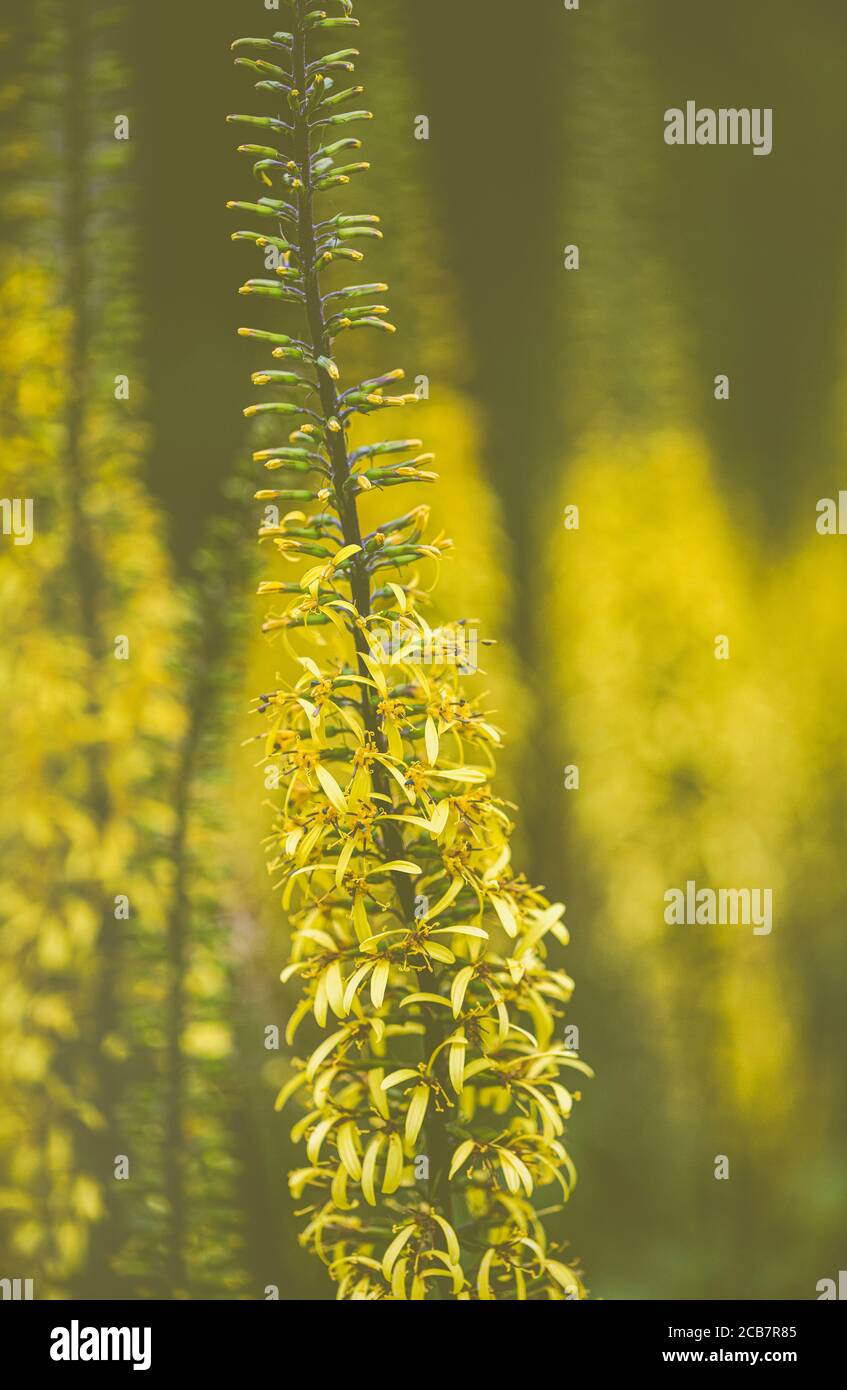 Poker Blume, Dicotyledon, Seitenansicht der gelben Blume wächst im Freien. Stockfoto