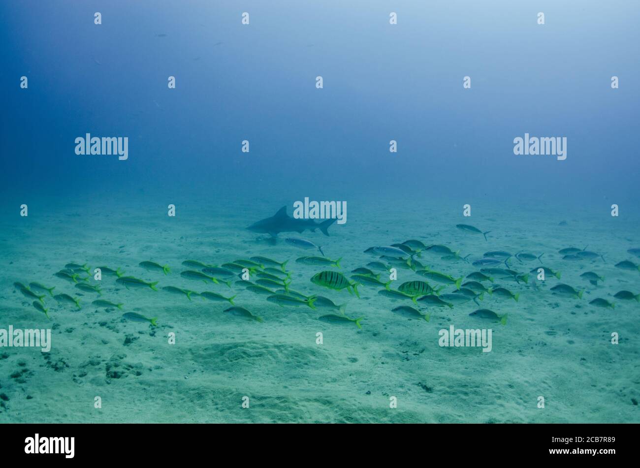 Bullenhai (Carcharhinus leucas). Riffe des Cortezer Meeres, Pazifischer Ozean. Cabo Pulmo, Baja California Sur, Mexiko. Das Aquarium der Welt. Stockfoto