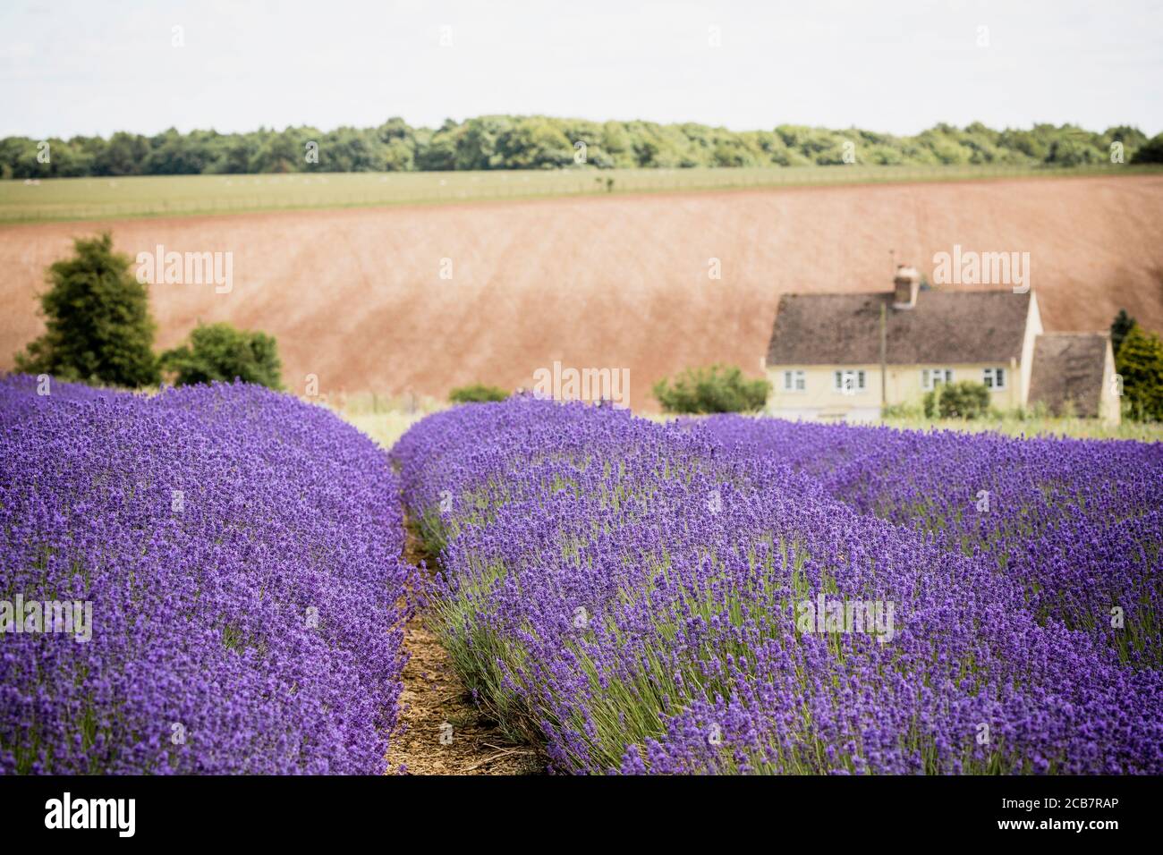 Lavendel, Lavdendula, Reihen von lila farbigen Blumen wachsen im Freien auf dem Bauernhof. Stockfoto