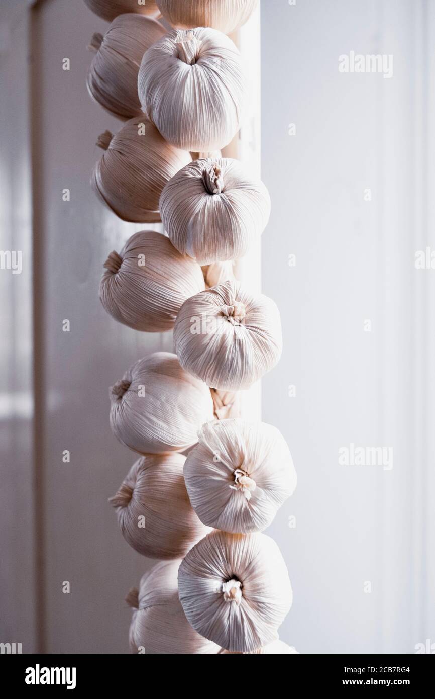 Knoblauch, Allium Sativum, EIN Geflecht aus hängenden Knoblauchzwiebeln in einer Küche. Stockfoto