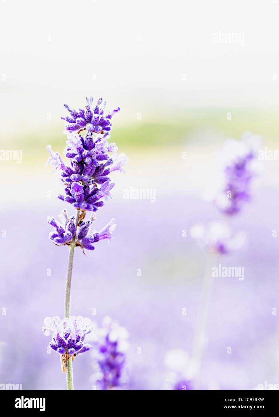 Lavendel, Lavandula, Mauve farbige Blumen wachsen im Freien. Stockfoto