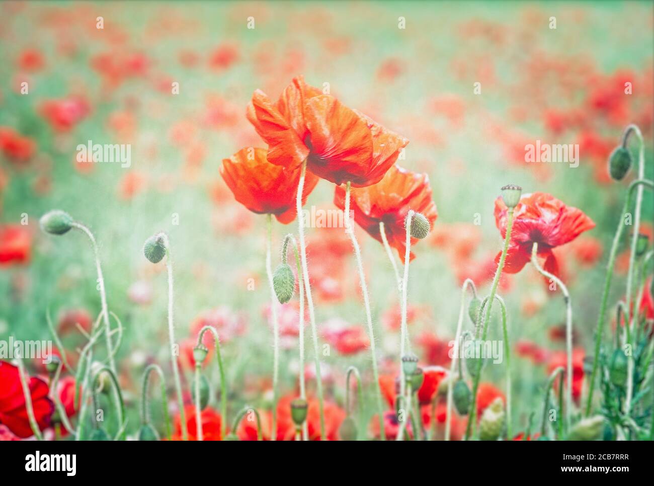 Mohnblumen, Papaveraceae, rot gefärbte Mohnblumen, die auf einem Feld wachsen. Stockfoto