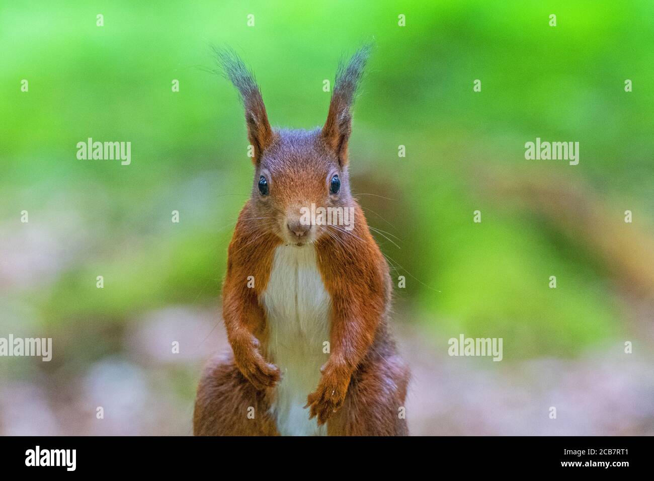 Deutsche Rote Eichhörnchen Makro Nahaufnahme Stockfoto