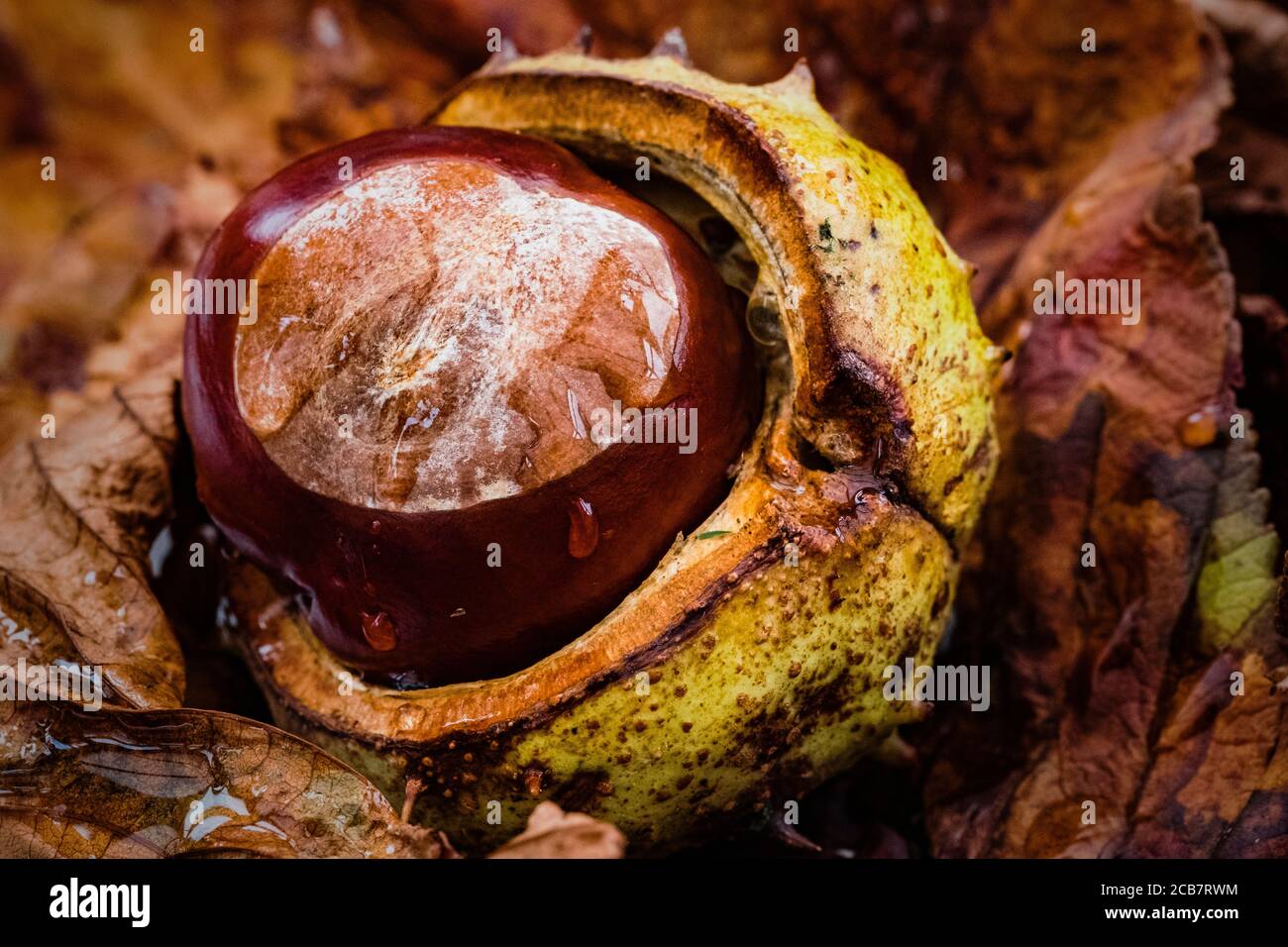 Horsechestnut, Aesculus Hippocastanum, die aus ihren Muscheln hervorgehen, die zwischen herbstlichen Blättern eingebettet sind. Stockfoto