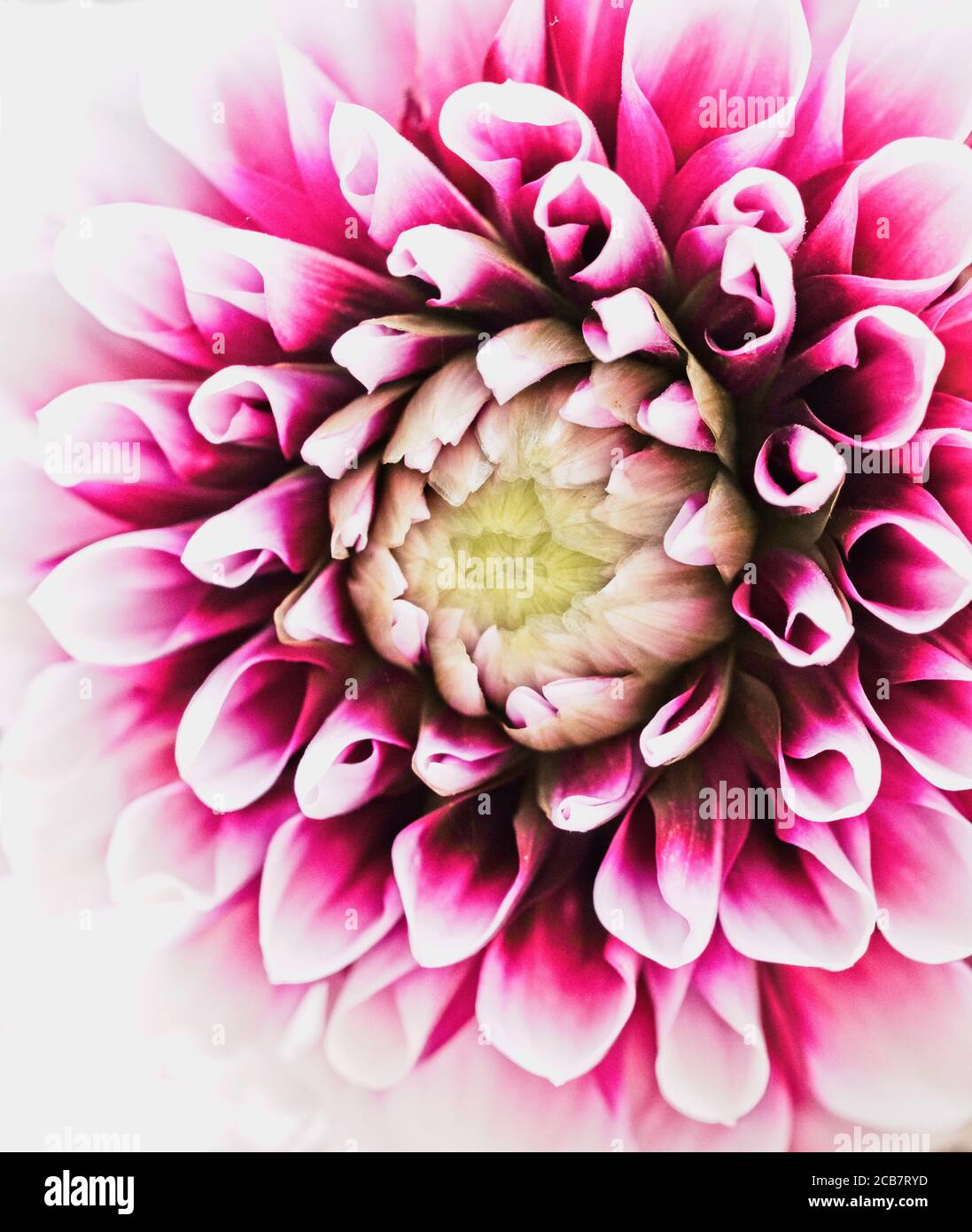 Dahlia, Nahaufnahme Detail der lila farbigen Blume zeigt Blütenblatt Muster. Stockfoto