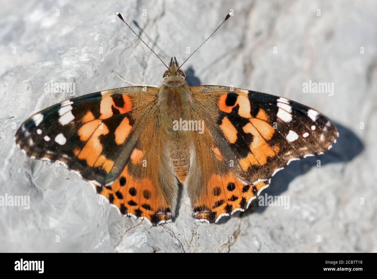 Gemalte Dame (Vanessa cardui) Schmetterling sonnen. Stockfoto