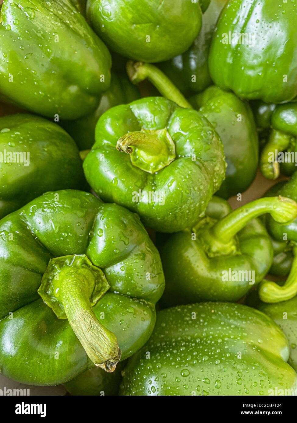 Pfeffer, Grüne Paprika, Capsicum Annuum, Paprika nach einem Regenschauer mit Wassertröpfchen. Stockfoto