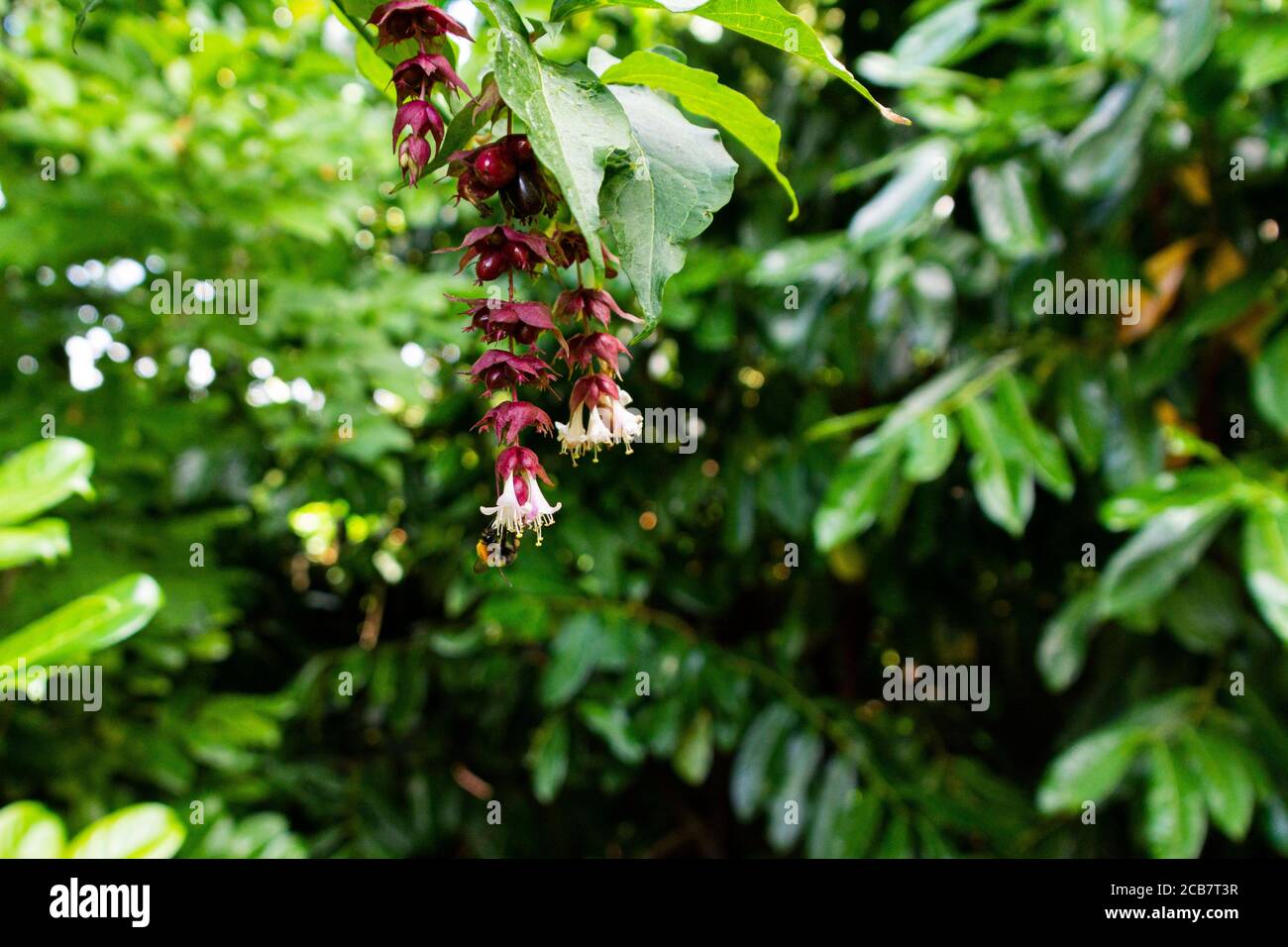 Eine Hummel auf den Blüten eines Himalaya-Geißbienen (Leycesteria formosa) Stockfoto