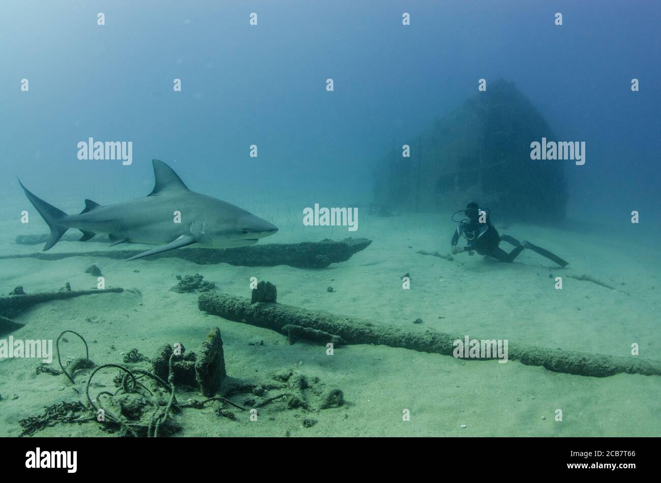 Bullenhai (Carcharhinus leucas) in Interaktion mit Tauchern. Riffe des Cortez-Meeres, Pazifischer Ozean. Cabo Pulmo, Baja California Sur, Mexiko. Stockfoto