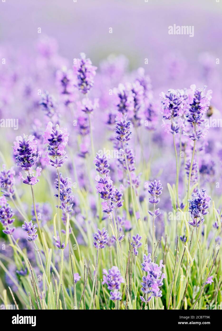 Lavendel, Lavandula, Mauve farbige Blumen wachsen im Freien. Stockfoto