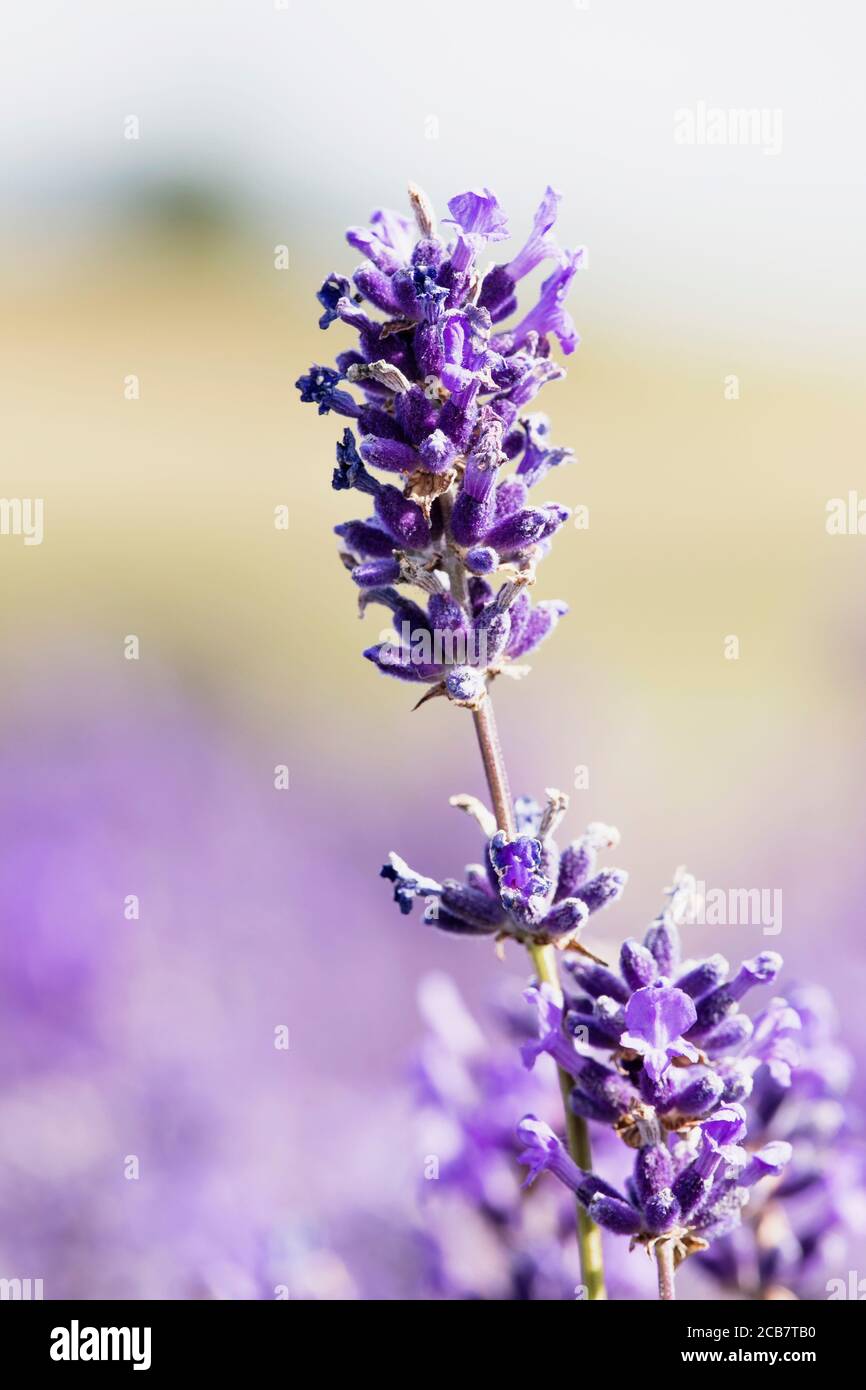 Lavendel, Lavandula, Mauve farbige Blumen wachsen im Freien. Stockfoto