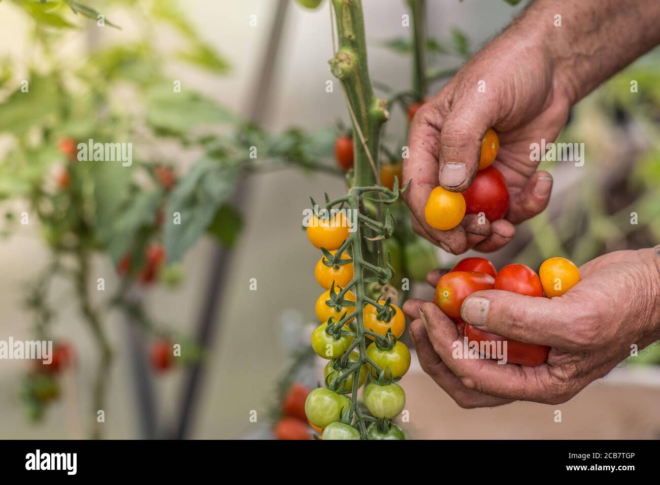 Nahaufnahme der Hände Ernte verschiedene verschiedene Kirschtomaten Stockfoto