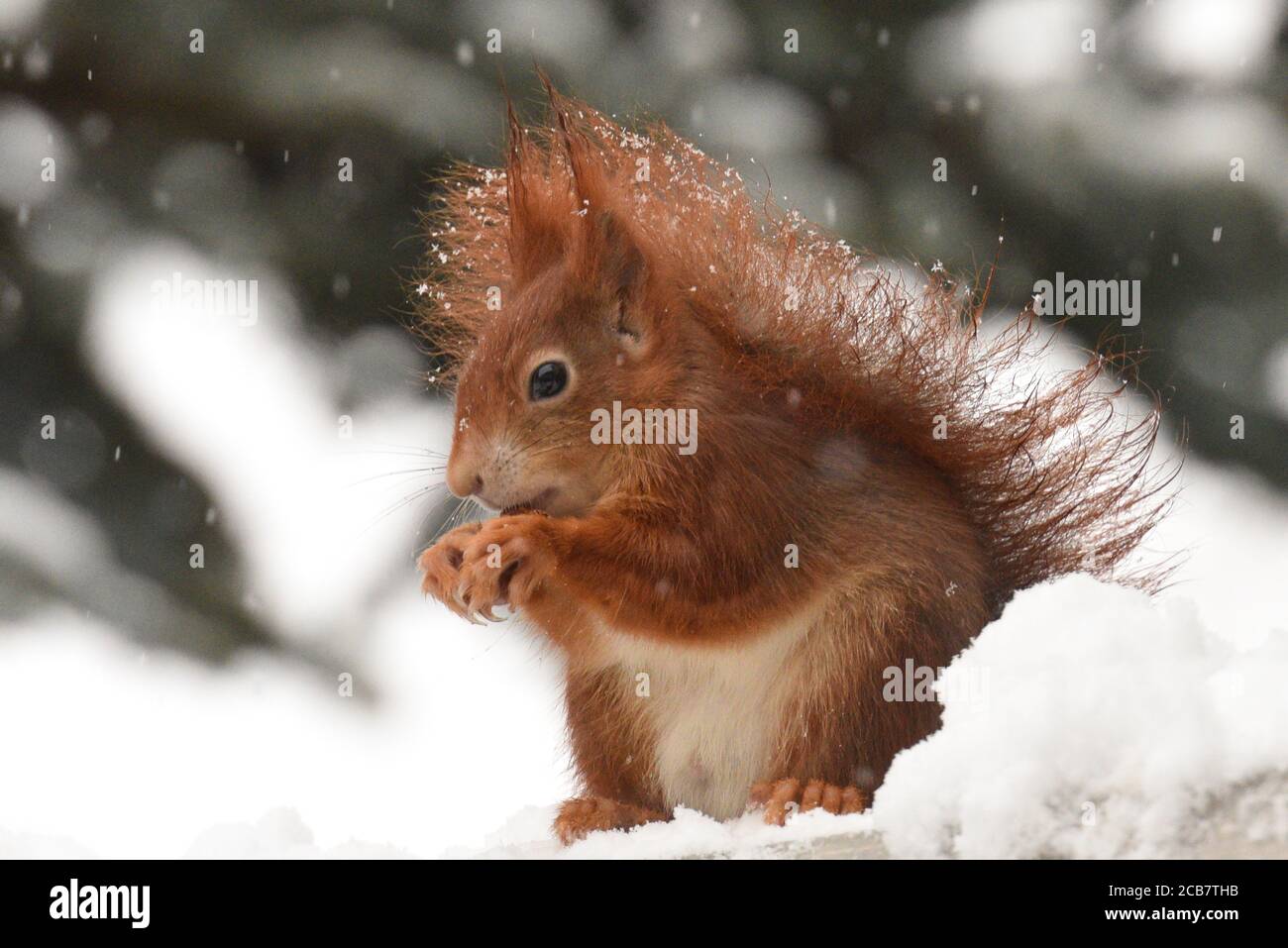 Deutsche Rote Eichhörnchen Im Schnee Nahaufnahme Stockfoto