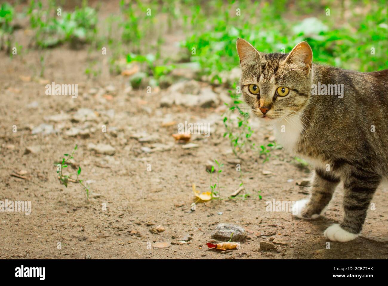 Portrait eines niedlichen Kätzchens mit großen Augen, die Hälfte Von hinter dem Rand des Rahmens und herausgekommen Blickt in die Kamera auf einem unscharfen Hintergrund der Natur Stockfoto