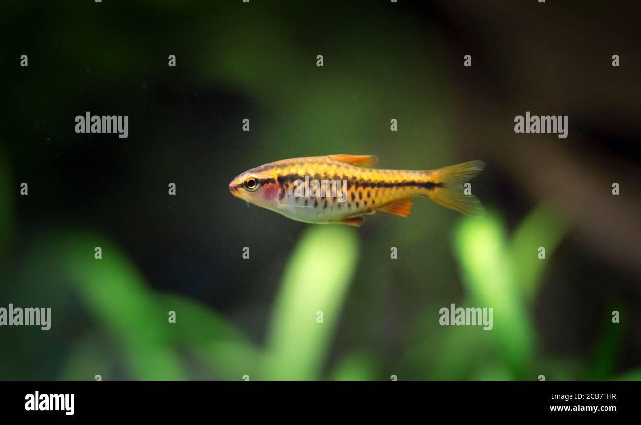 Puntius titteya. Tropische Fische schwimmen im Aquarium, das beste Foto Stockfoto
