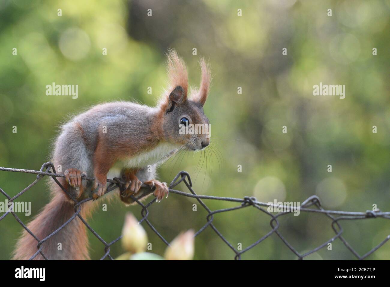 Deutsche Rote Eichhörnchen Sitzt Auf Zaun Makro Stockfoto