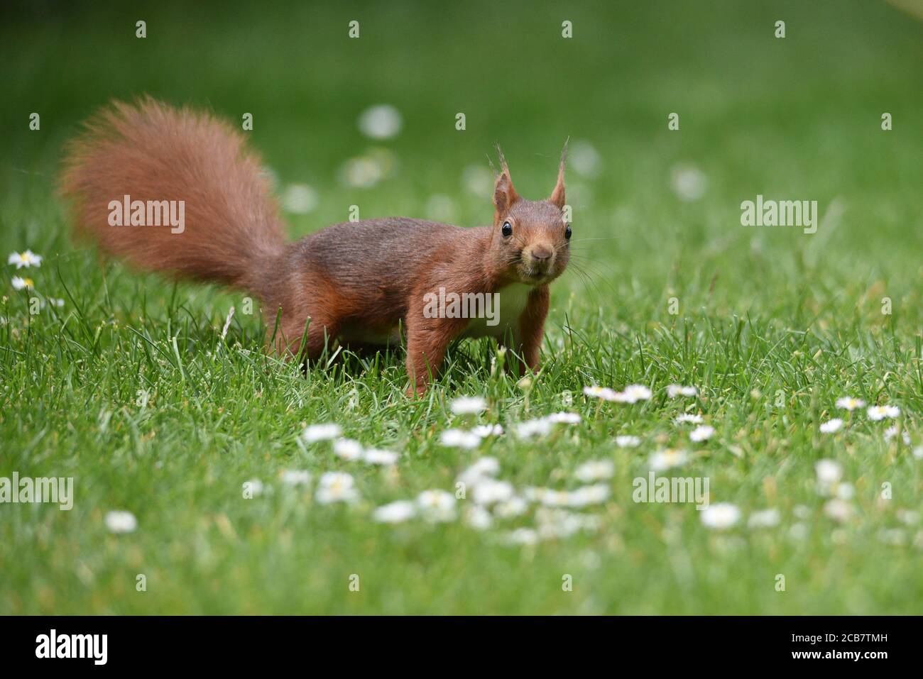 Nahaufnahme eines roten Eichhörnchens, das in Richtung schaut Die Kamera in einem Feld mit Gänseblümchen Stockfoto
