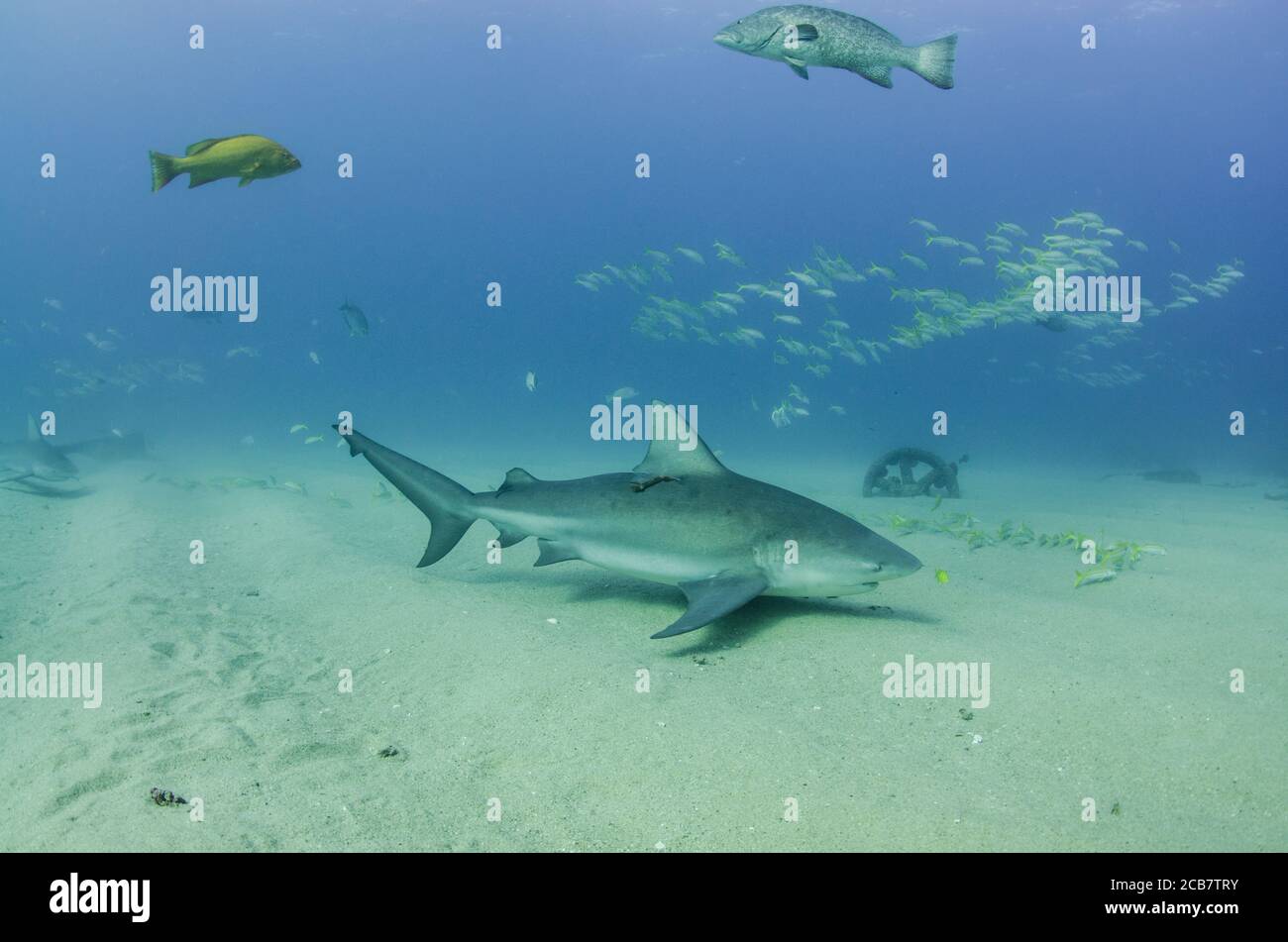 Bullenhai (Carcharhinus leucas). Riffe des Cortezer Meeres, Pazifischer Ozean. Cabo Pulmo, Baja California Sur, Mexiko. Das Aquarium der Welt. Stockfoto